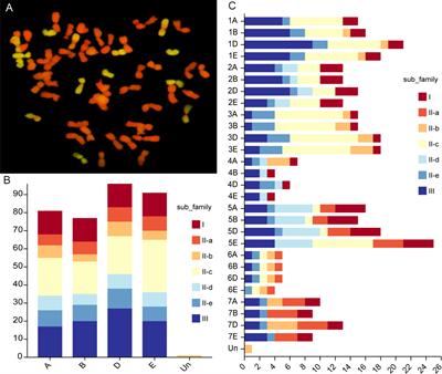 Genome-wide analysis of the Tritipyrum WRKY gene family and the response of TtWRKY256 in salt-tolerance